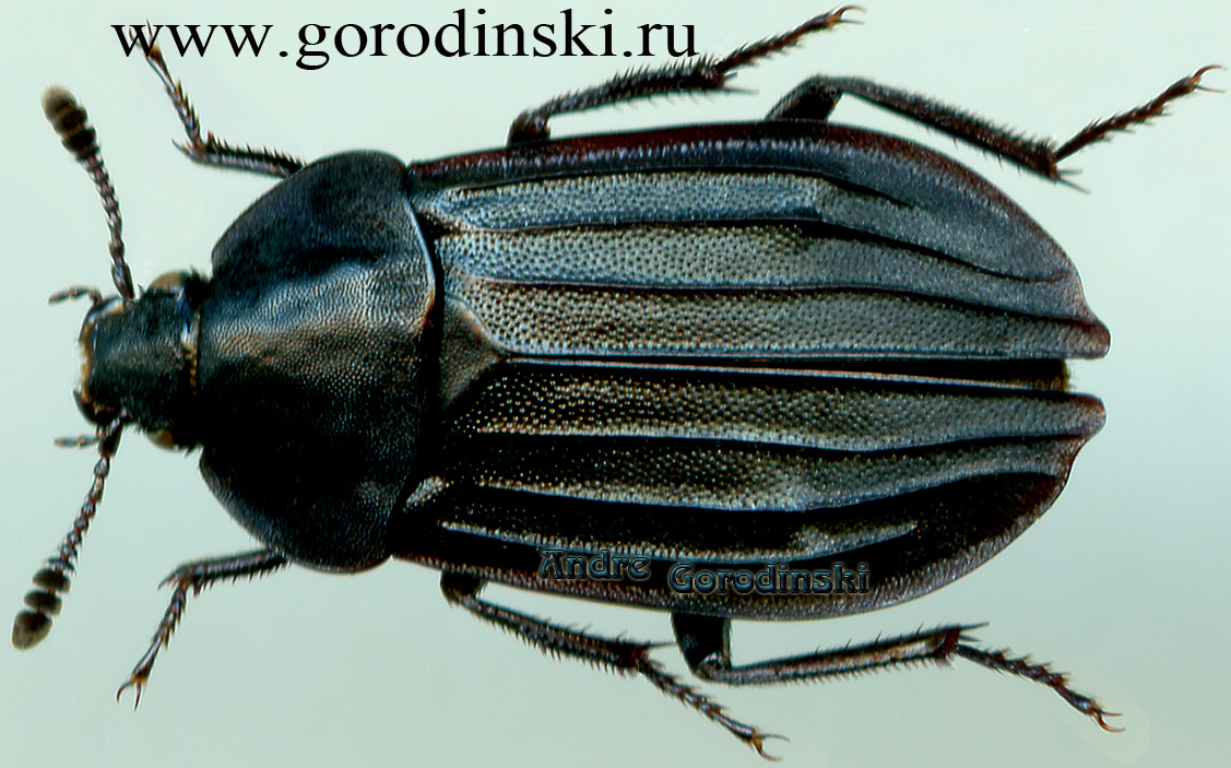 http://www.gorodinski.ru/silphidae/Thanatophilus dentigerus.jpg